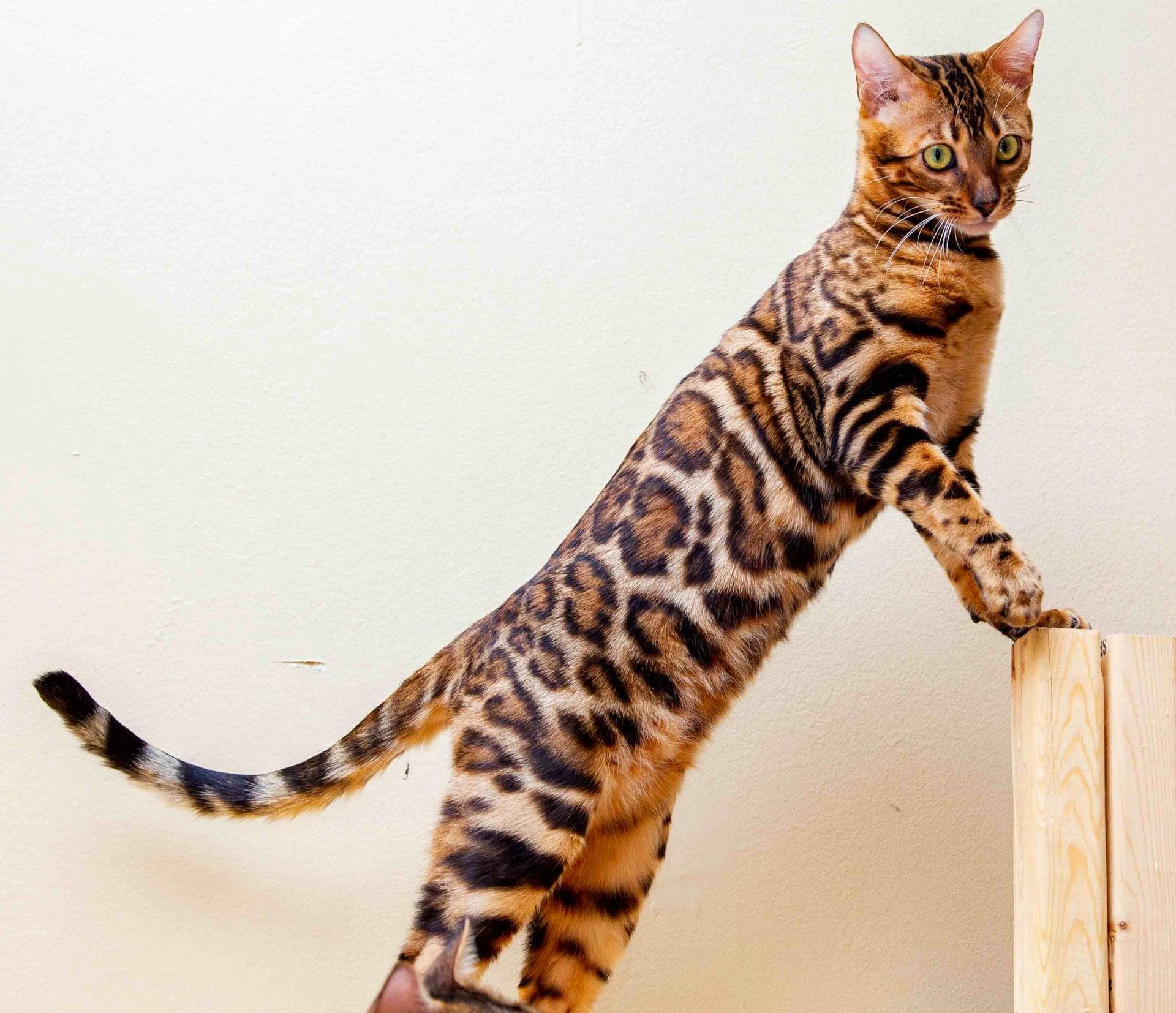 Enlarge Kassandra and Katunska, a Adoptable Bengal in Montreal, QC image 1/3