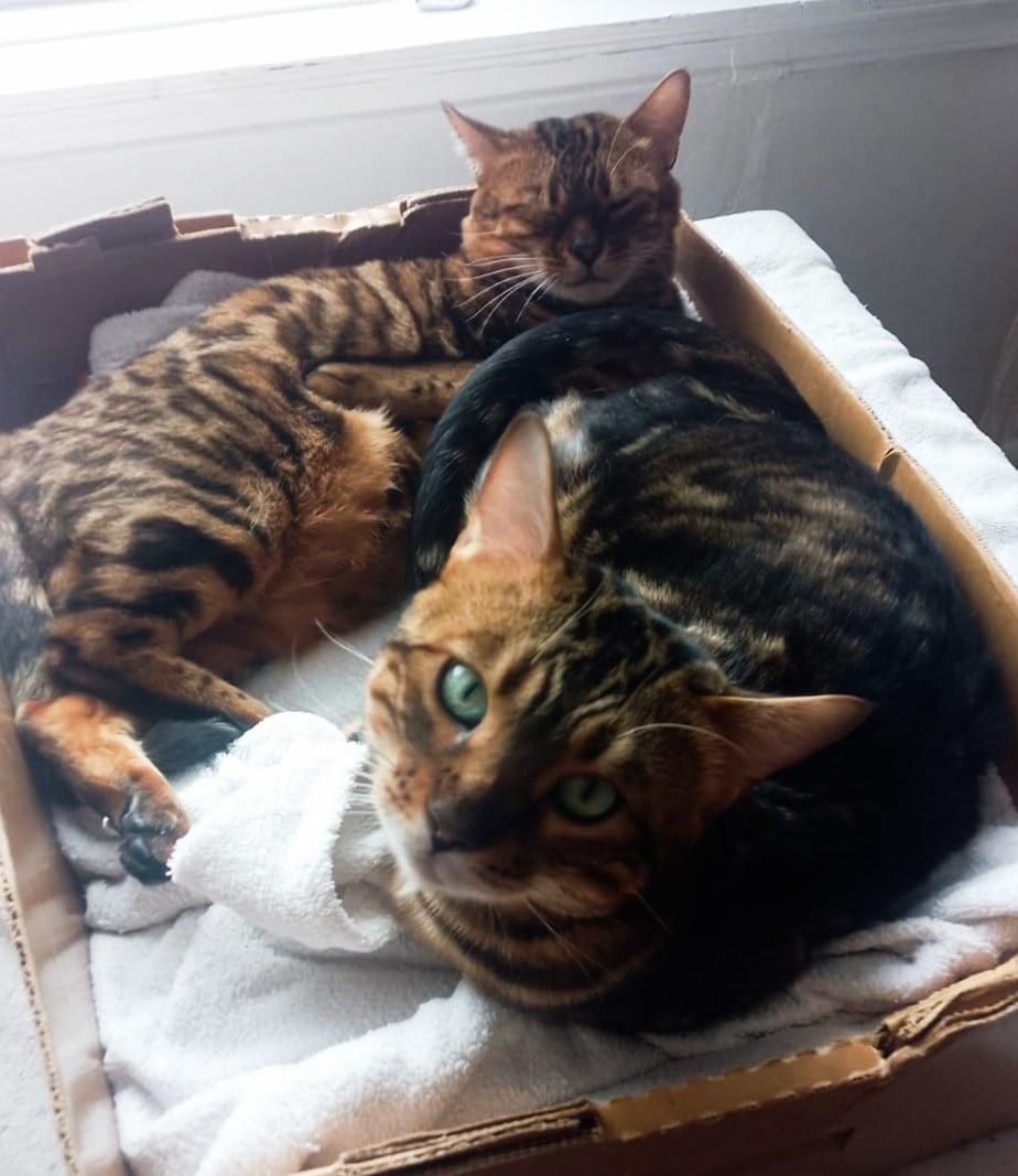 Enlarge Kassandra and Katunska, a Adoptable Bengal in Montreal, QC image 2/3