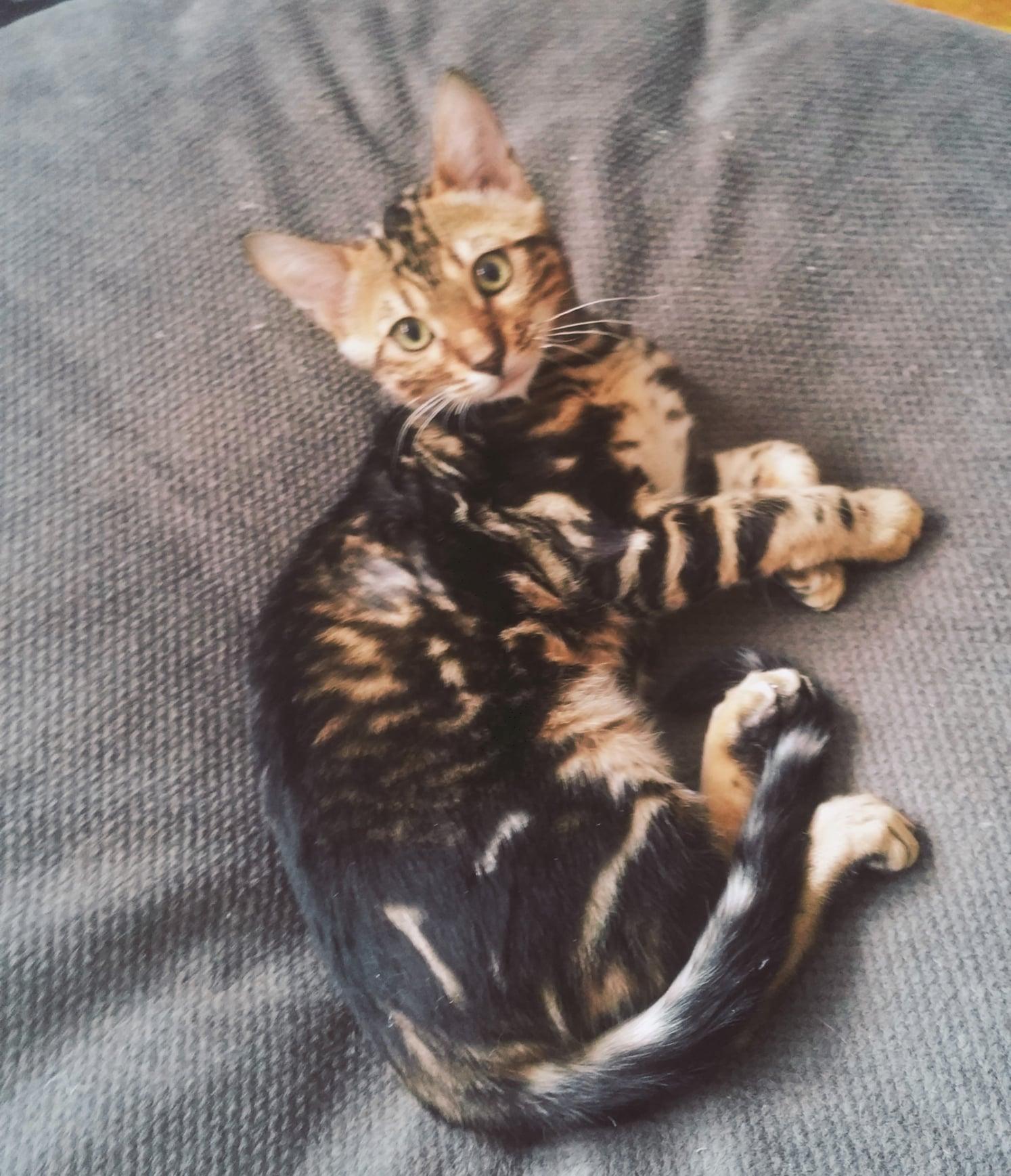 Enlarge Kassandra and Katunska, a Adoptable Bengal in Montreal, QC image 3/3