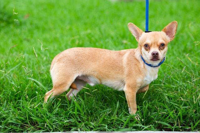 Buoy, a Adoptable mixed breed in San Diego, CA image 2/3