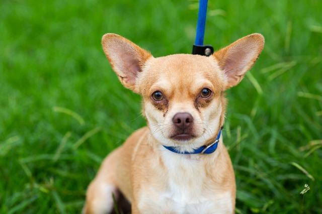 Buoy, Adoptable, Adult Male Chihuahua & Dachshund.