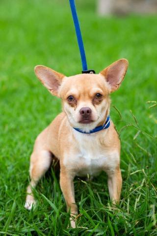 Enlarge Buoy, a Adoptable mixed breed in San Diego, CA image 3/3
