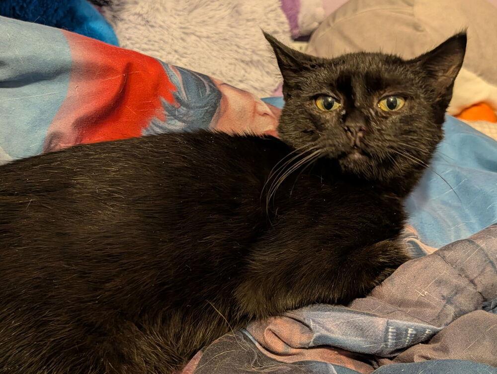 Enlarge Thunder, a Adoptable Domestic Short Hair in Chalfont, PA image 1/3