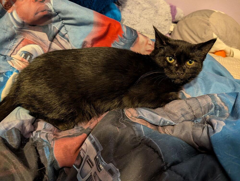 Enlarge Thunder, a Adoptable Domestic Short Hair in Chalfont, PA image 2/3
