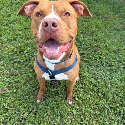 Stitch, a Adopted mixed breed in farmingdale, NJ image 3/4