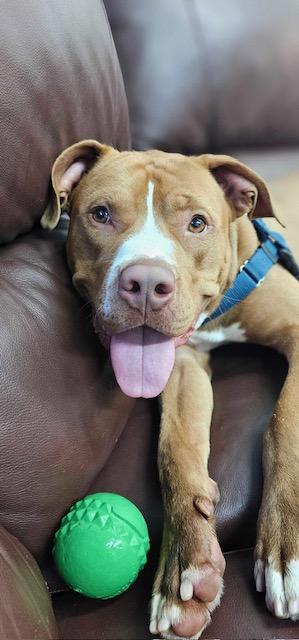 Stitch, a Adopted mixed breed in farmingdale, NJ image 4/4