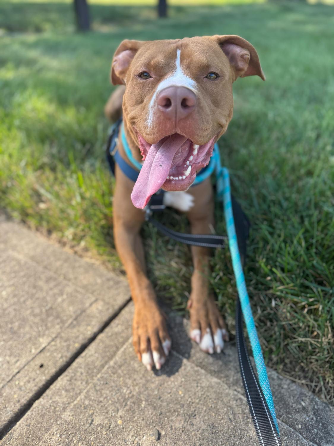 Stitch, a Adopted mixed breed in farmingdale, NJ image 2/4