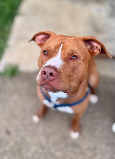 Stitch, Adopted, Young Male American Staffordshire Terrier.