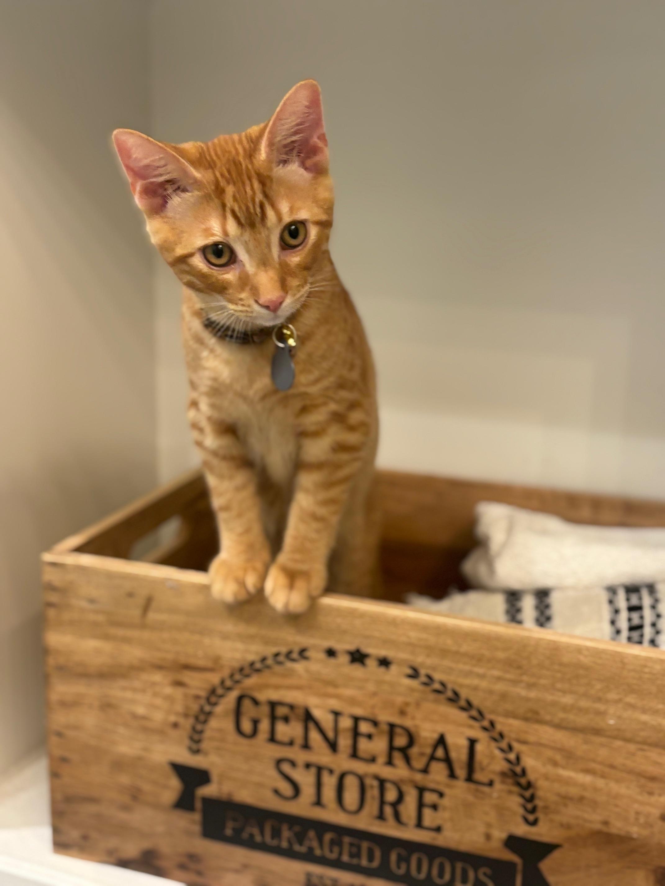 Miles, adopted, Young Male Domestic Short Hair.