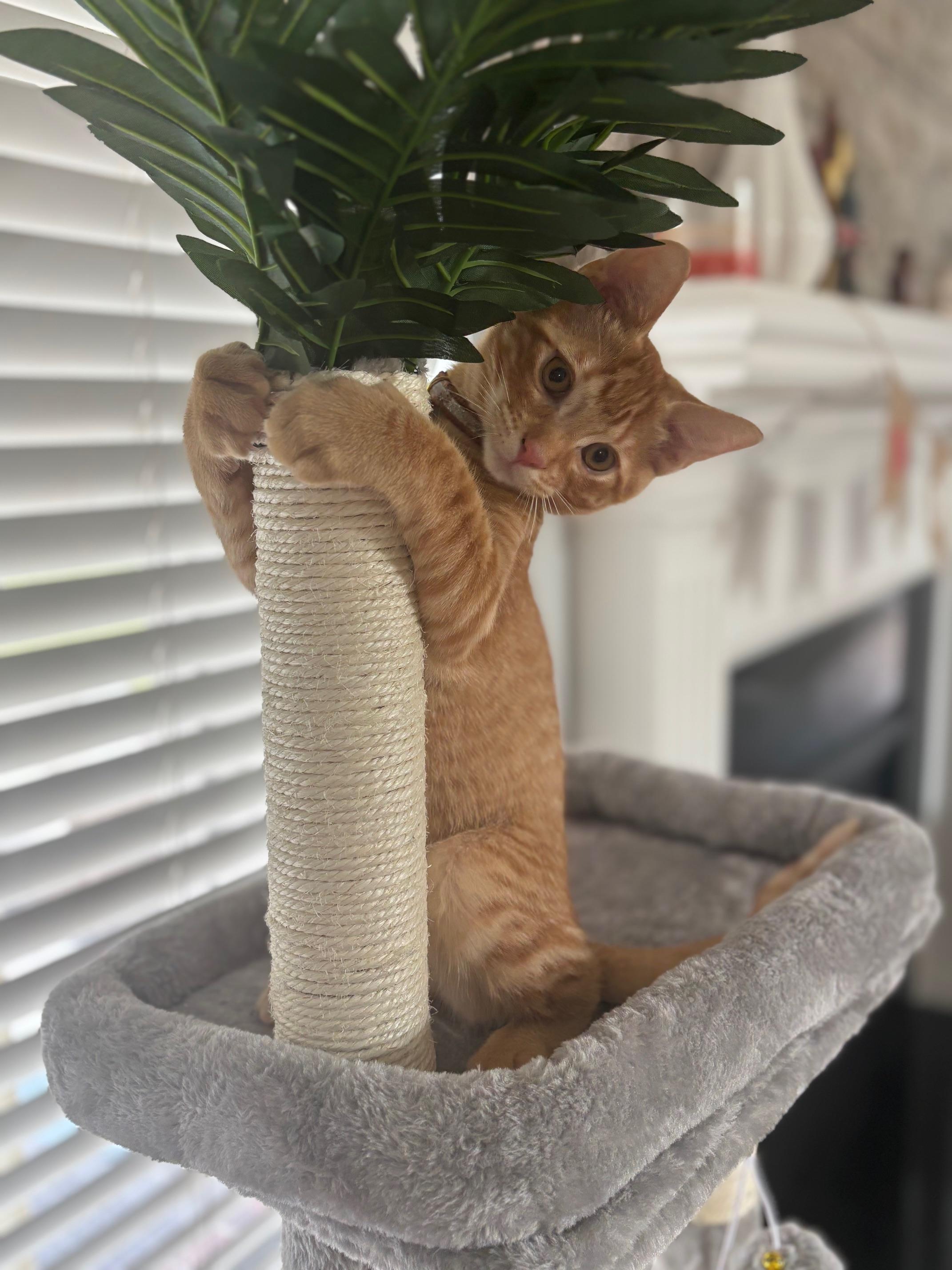 Enlarge Miles, an adopted Domestic Short Hair in Macomb, MI image 2/5