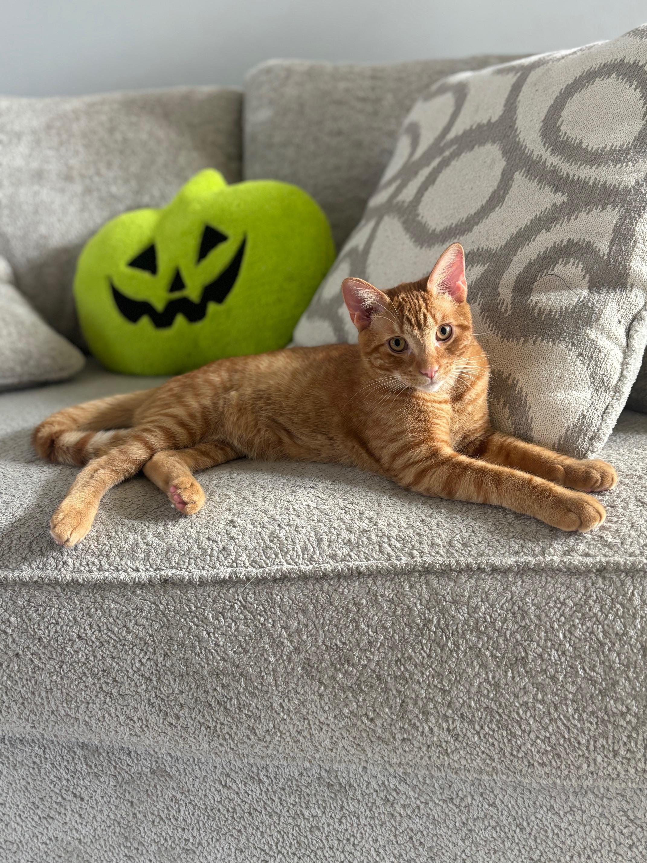 Enlarge Miles, an adopted Domestic Short Hair in Macomb, MI image 3/5