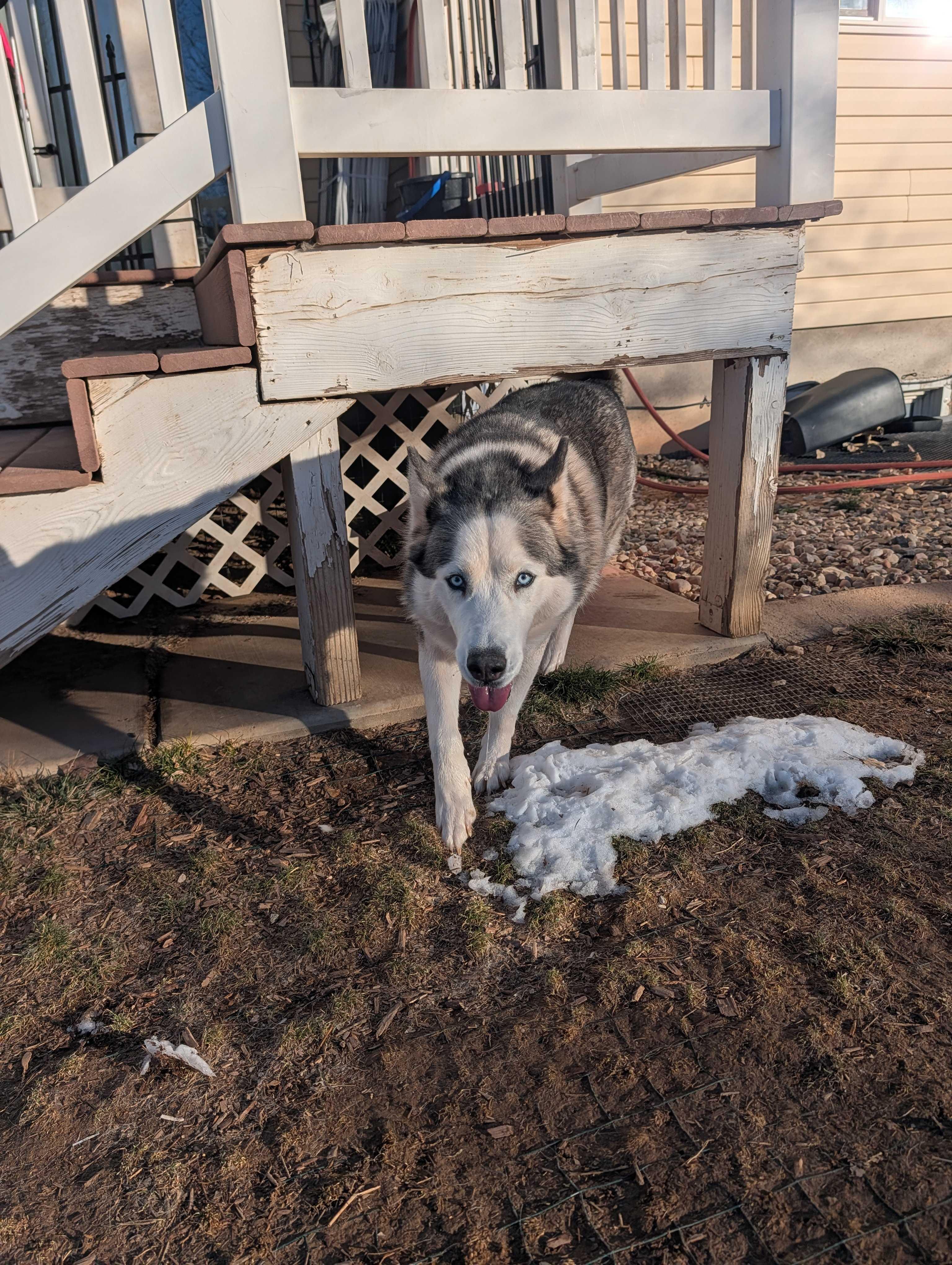 Enlarge Misty, a Adoptable Siberian Husky in Cottonwood Heights, UT image 1/6