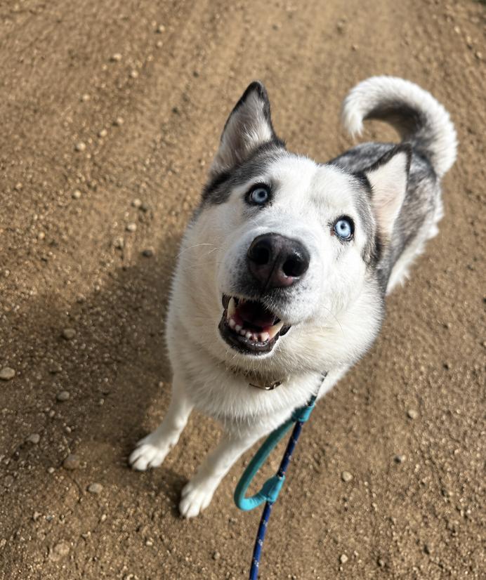 Enlarge Misty, a Adoptable mixed breed in Cottonwood Heights, UT image 1/6