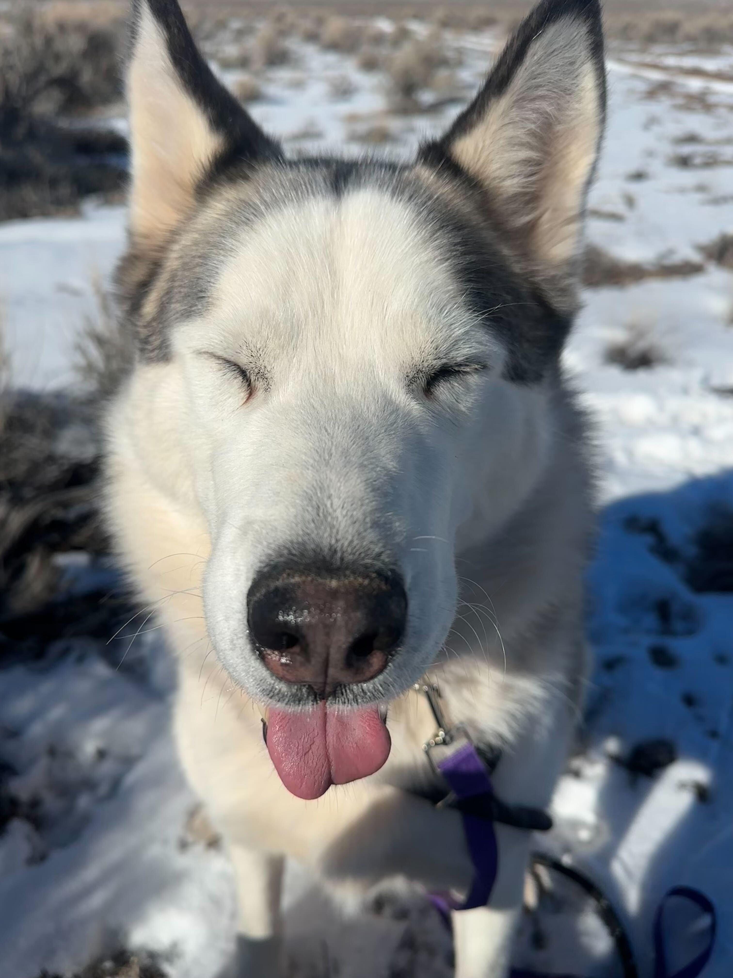 Enlarge Misty, a Adoptable Siberian Husky in Cottonwood Heights, UT image 1/6