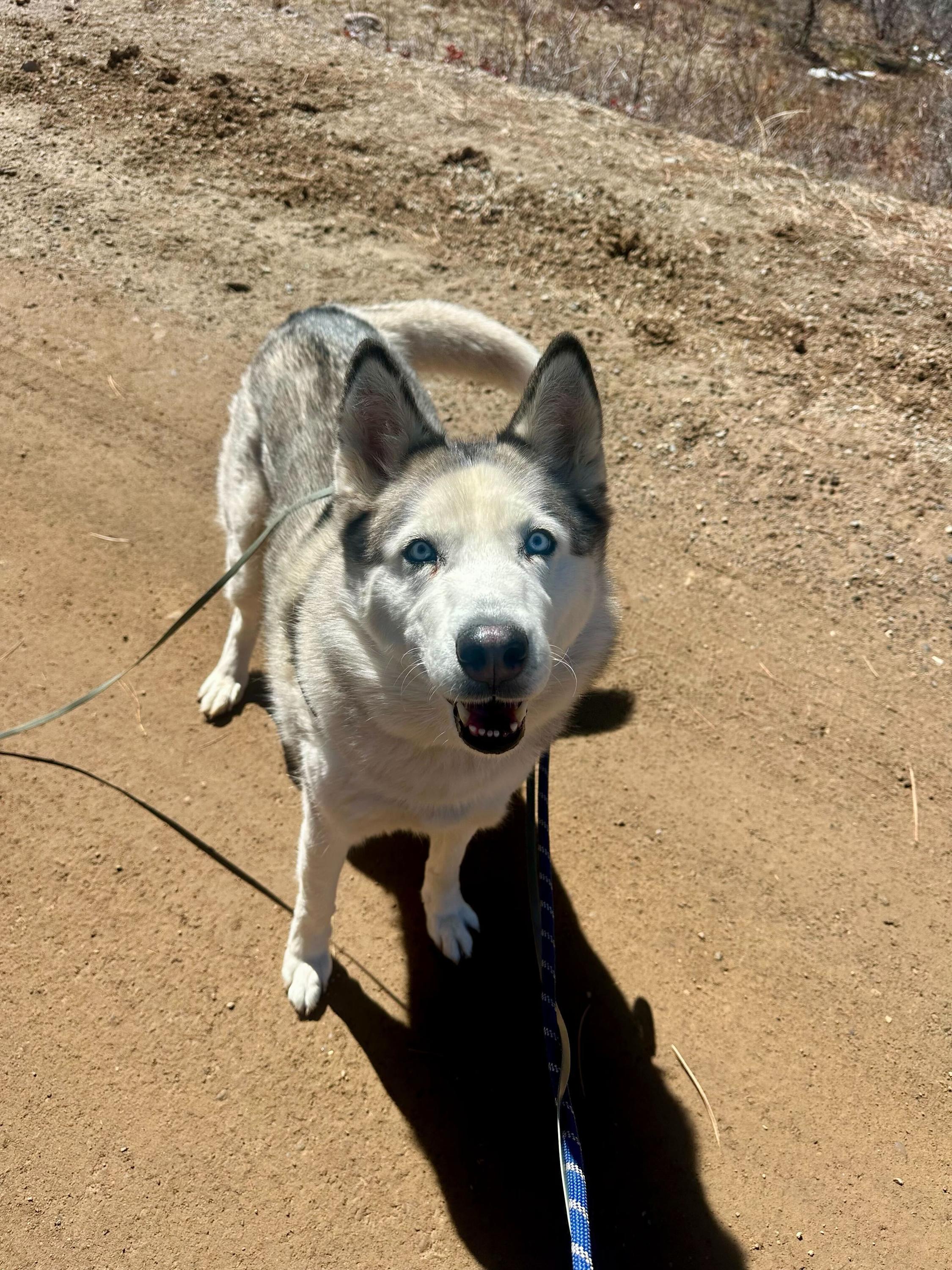Enlarge Misty, a Adoptable Siberian Husky in Cottonwood Heights, UT image 1/6