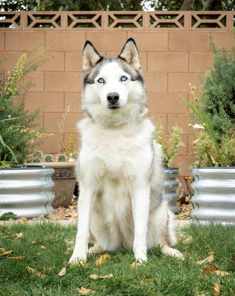 Enlarge Misty, a Adoptable mixed breed in Cottonwood Heights, UT image 2/6