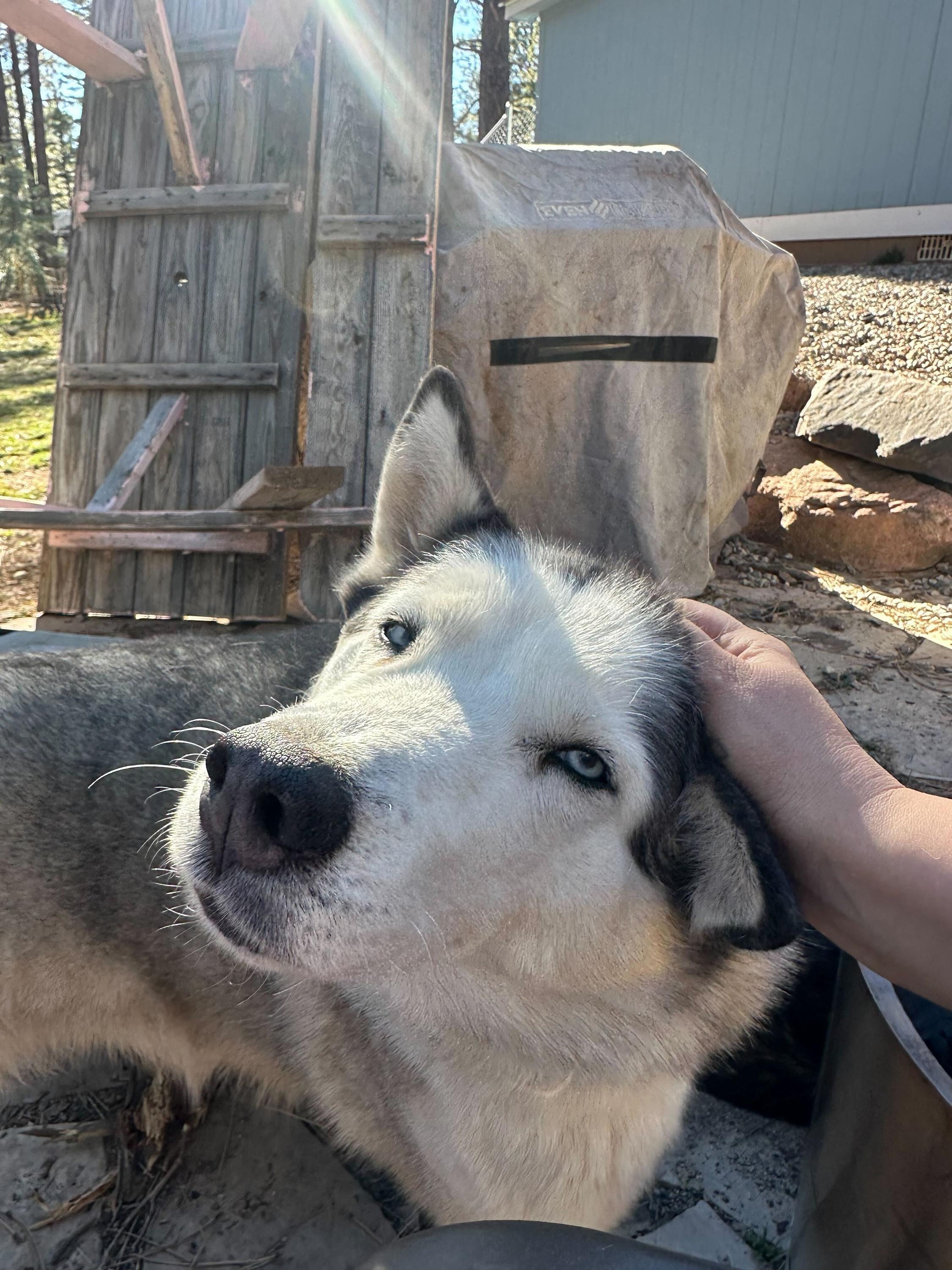 Enlarge Misty, a Adoptable Siberian Husky in Cottonwood Heights, UT image 2/6