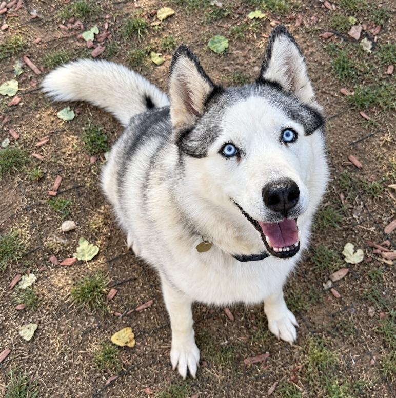 Enlarge Misty, a Adoptable mixed breed in Cottonwood Heights, UT image 3/6