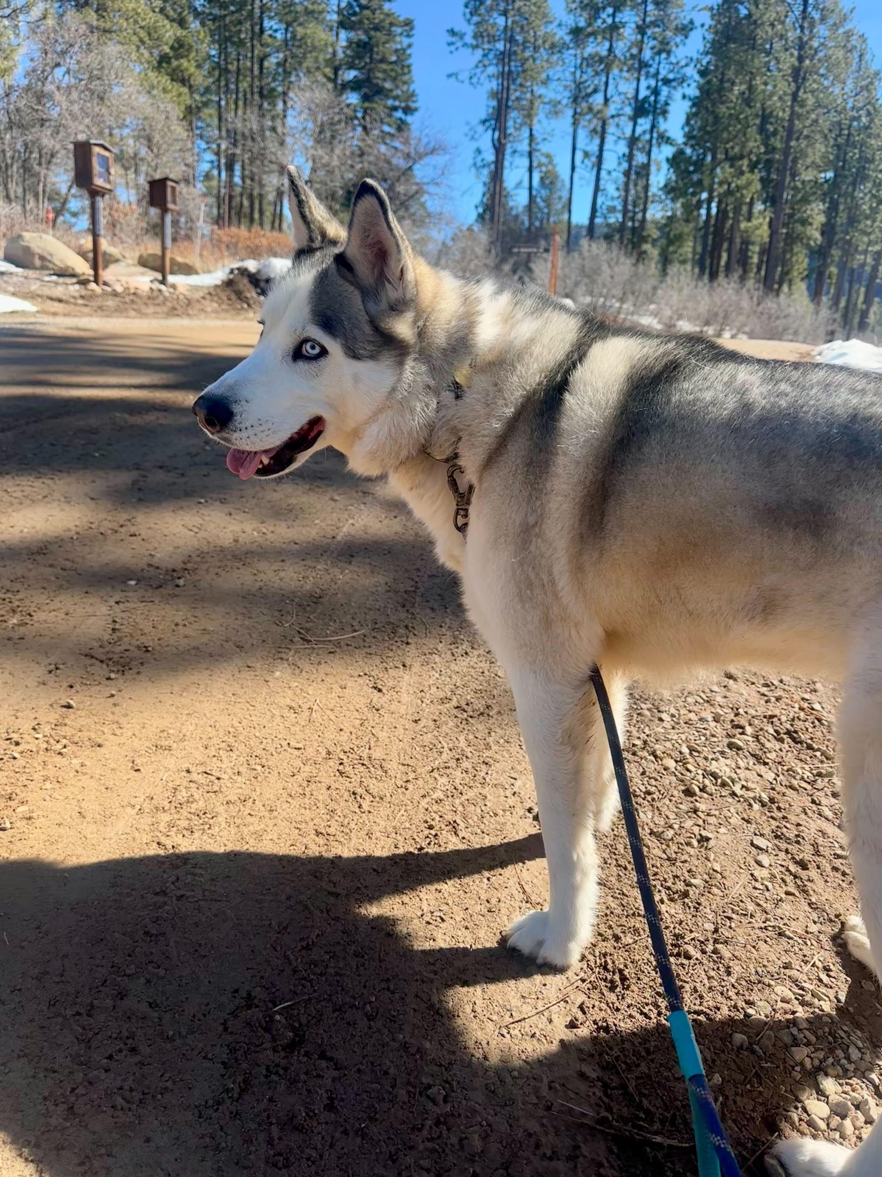 Enlarge Misty, a Adoptable Siberian Husky in Cottonwood Heights, UT image 2/6