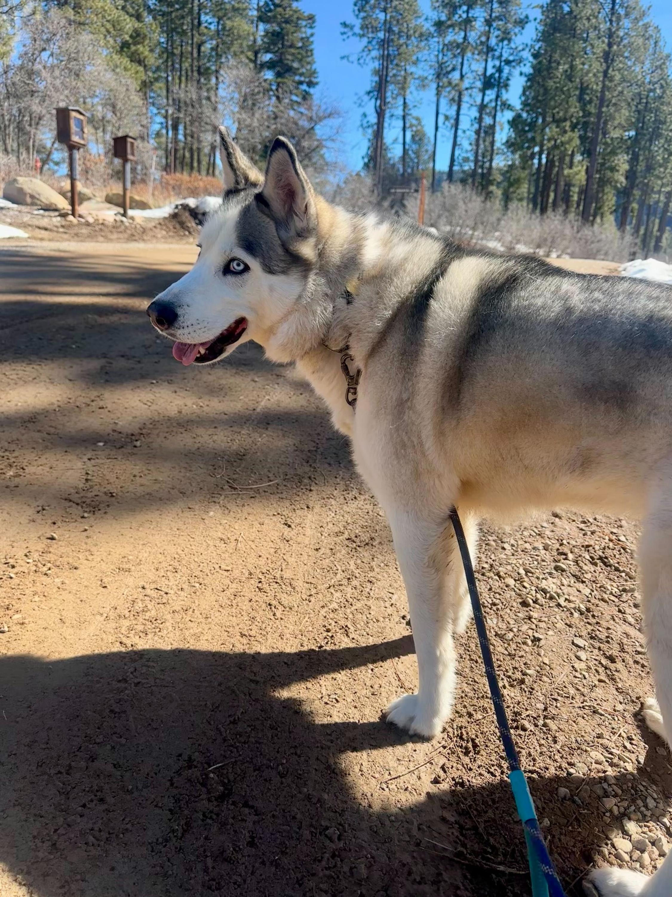 Enlarge Misty, a Adoptable Siberian Husky in Cottonwood Heights, UT image 3/6
