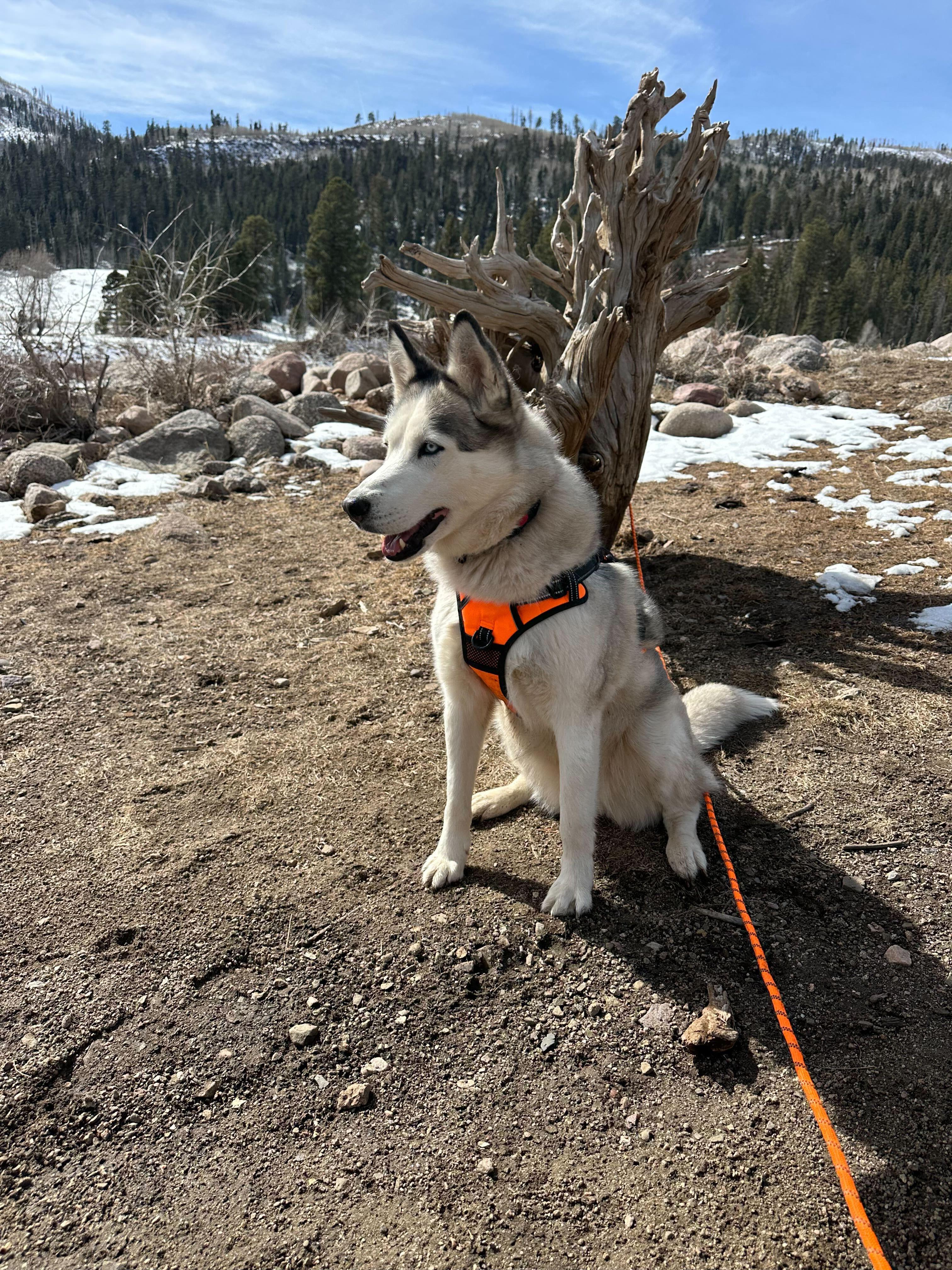 Enlarge Misty, a Adoptable Siberian Husky in Cottonwood Heights, UT image 3/6