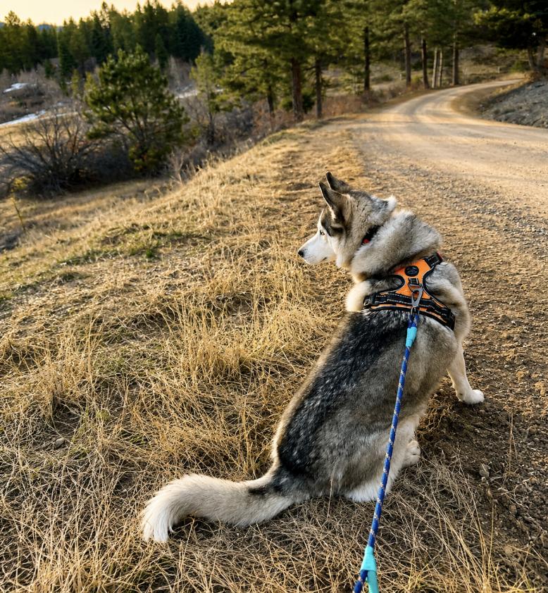 Enlarge Misty, a Adoptable mixed breed in Cottonwood Heights, UT image 4/6