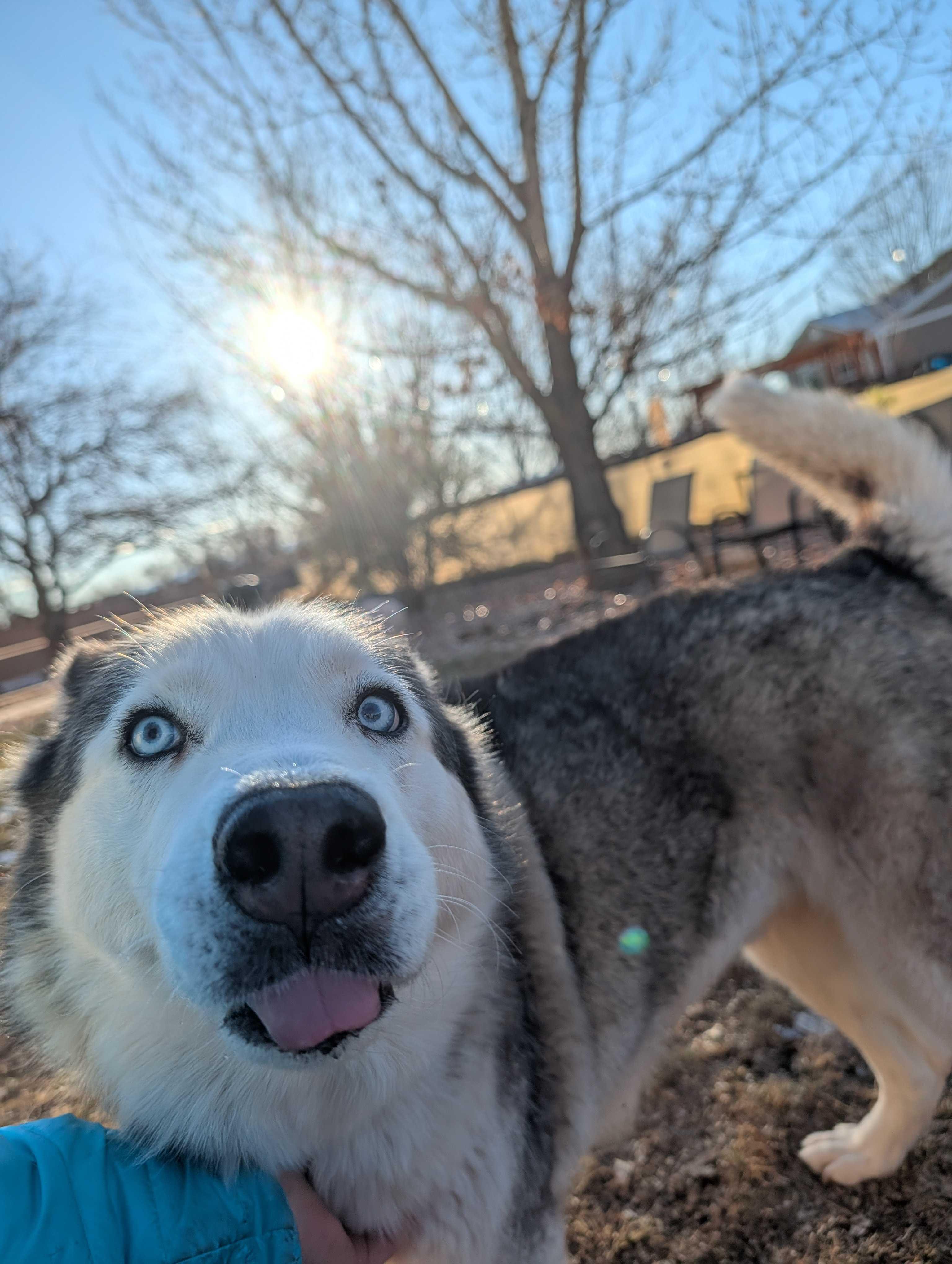 Enlarge Misty, a Adoptable Siberian Husky in Cottonwood Heights, UT image 2/6