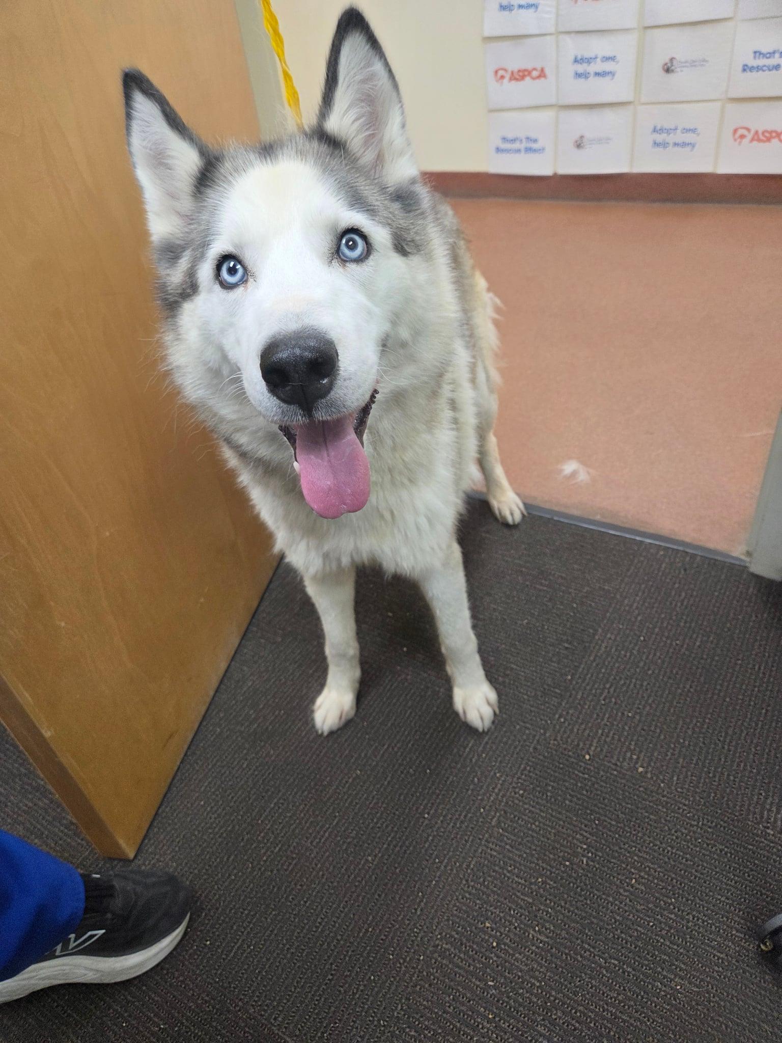 Enlarge Misty, a Adoptable Siberian Husky in Cottonwood Heights, UT image 3/6
