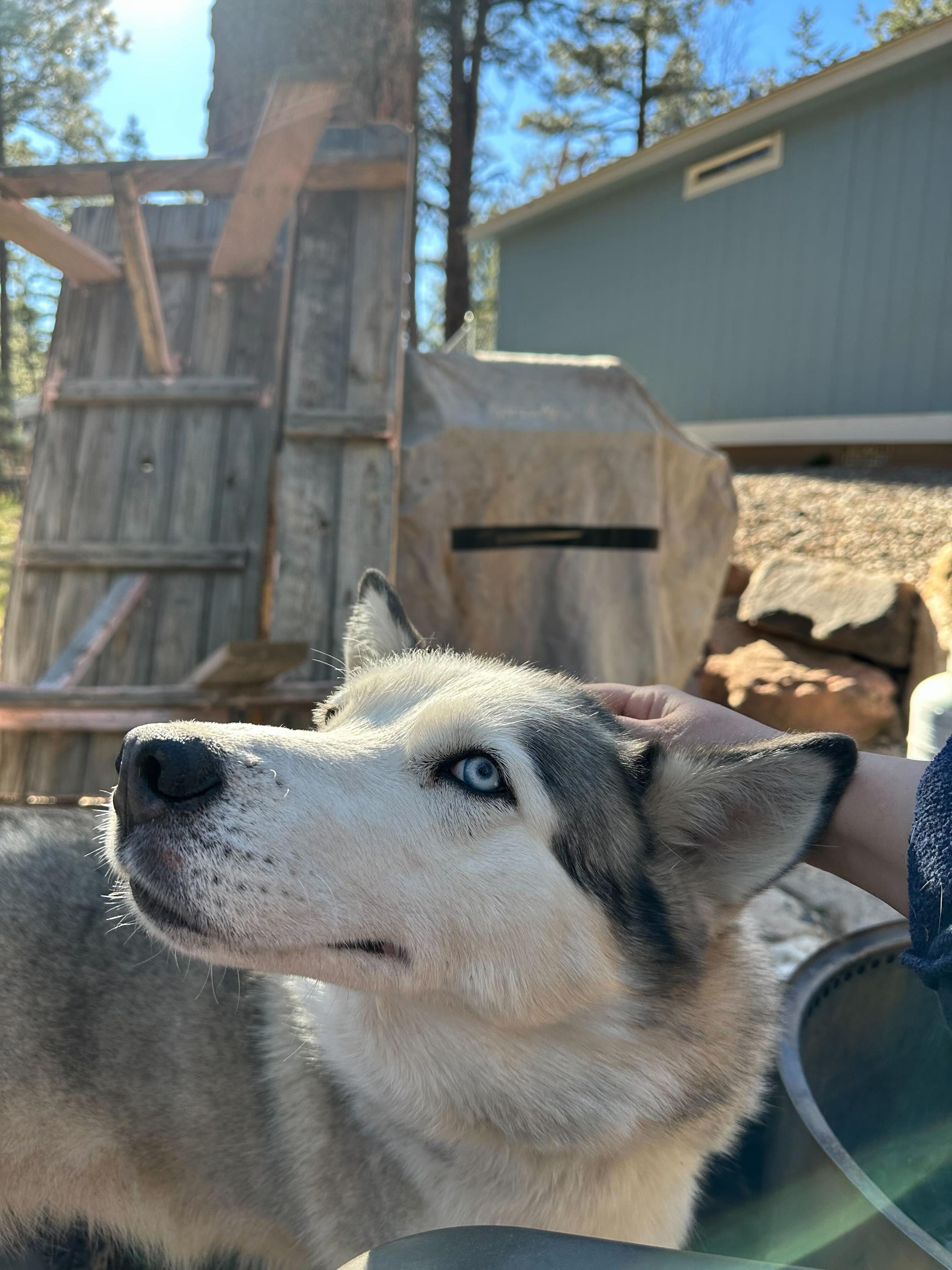 Enlarge Misty, a Adoptable Siberian Husky in Cottonwood Heights, UT image 4/6