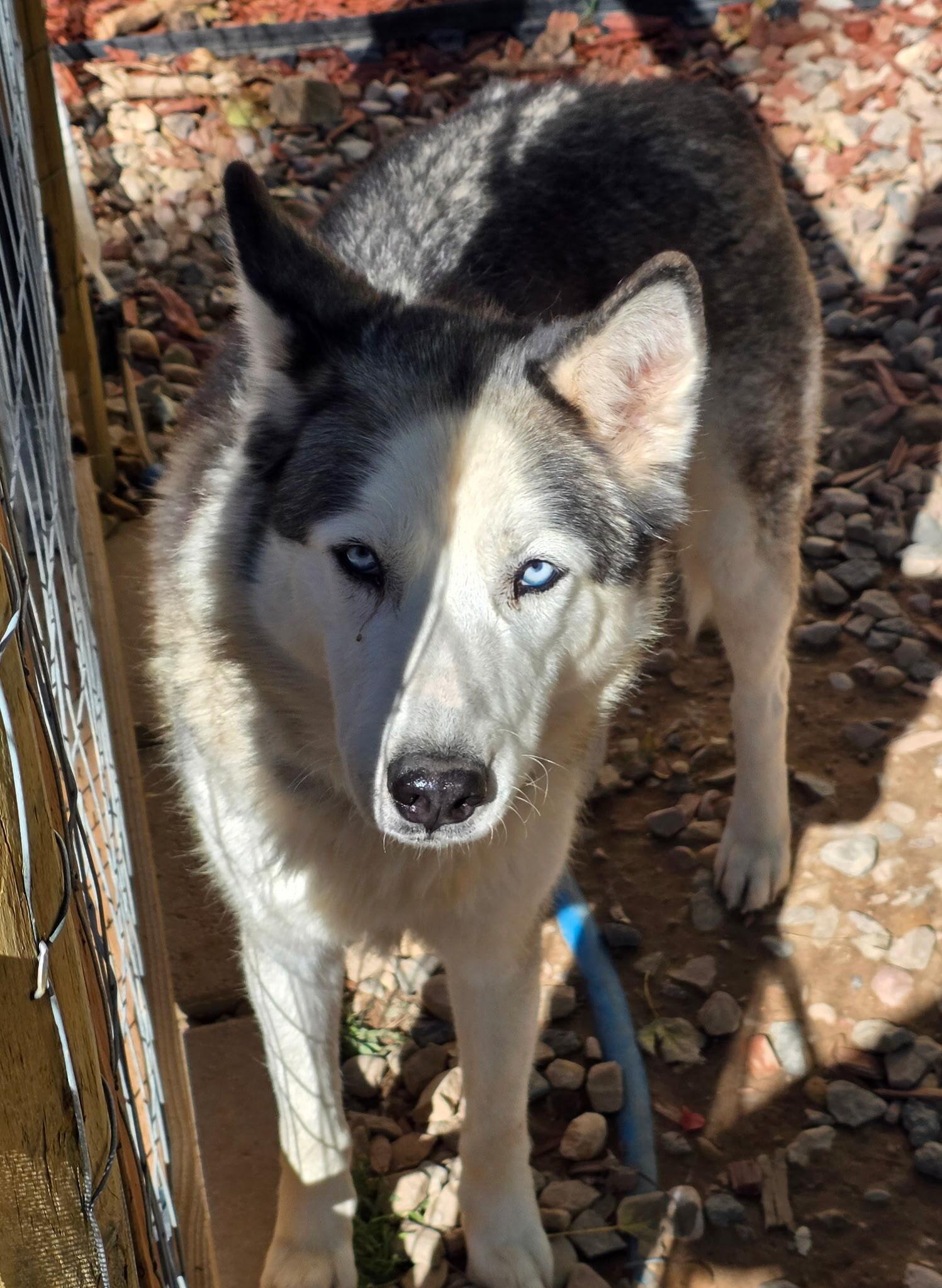 Enlarge Misty, a Adoptable Siberian Husky in Cottonwood Heights, UT image 4/6
