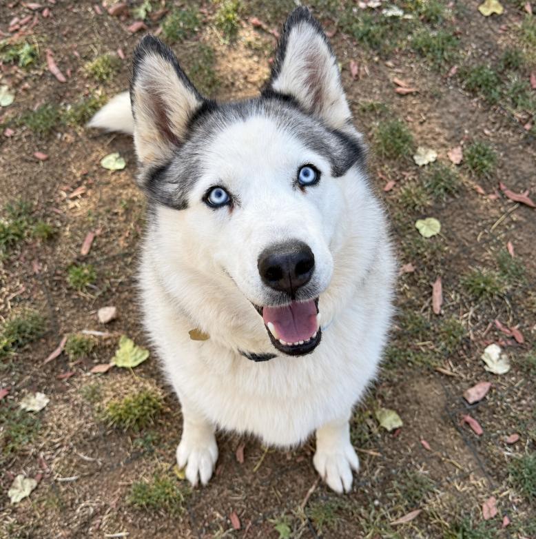 Enlarge Misty, a Adoptable mixed breed in Cottonwood Heights, UT image 5/6