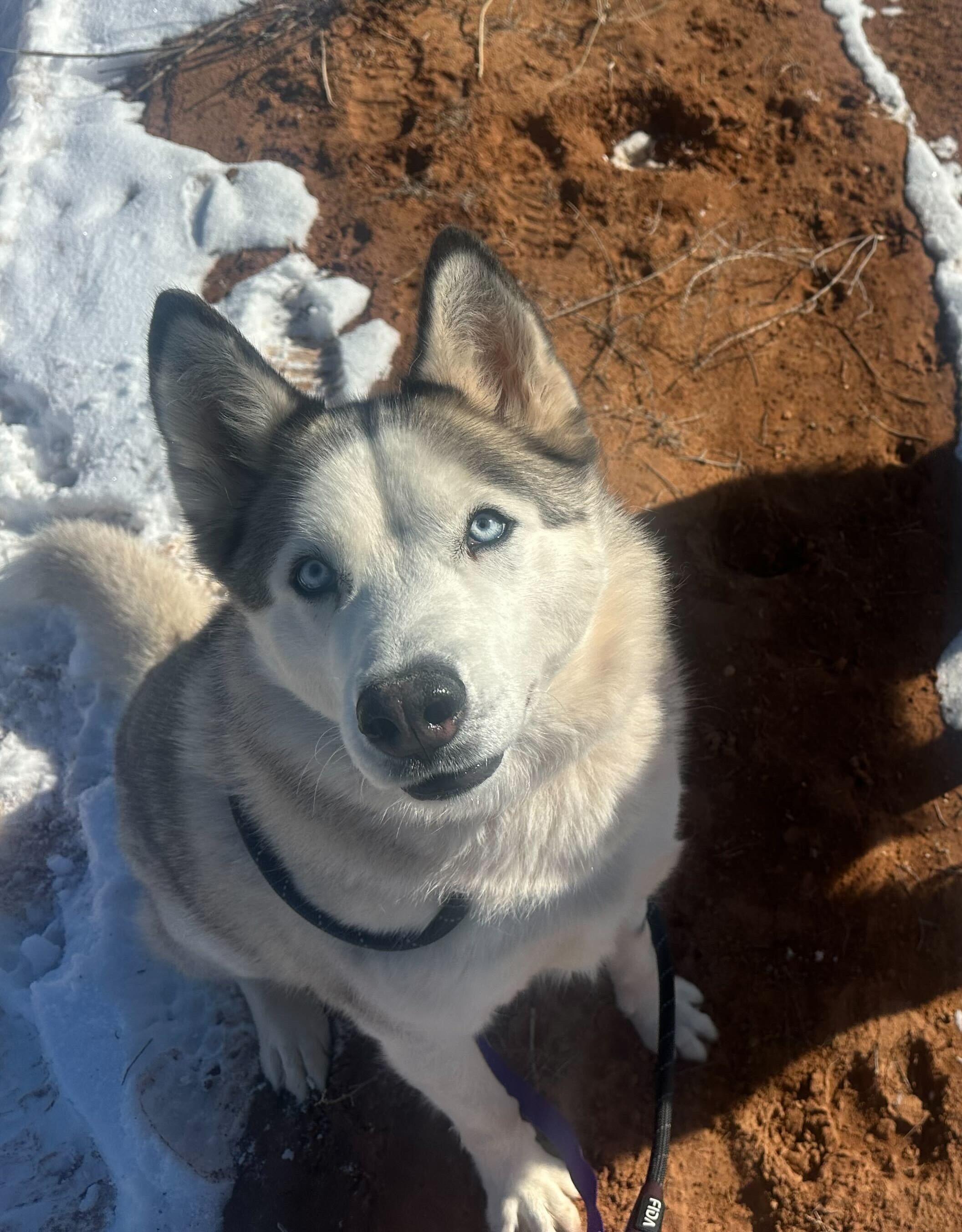 Enlarge Misty, a Adoptable Siberian Husky in Cottonwood Heights, UT image 4/6