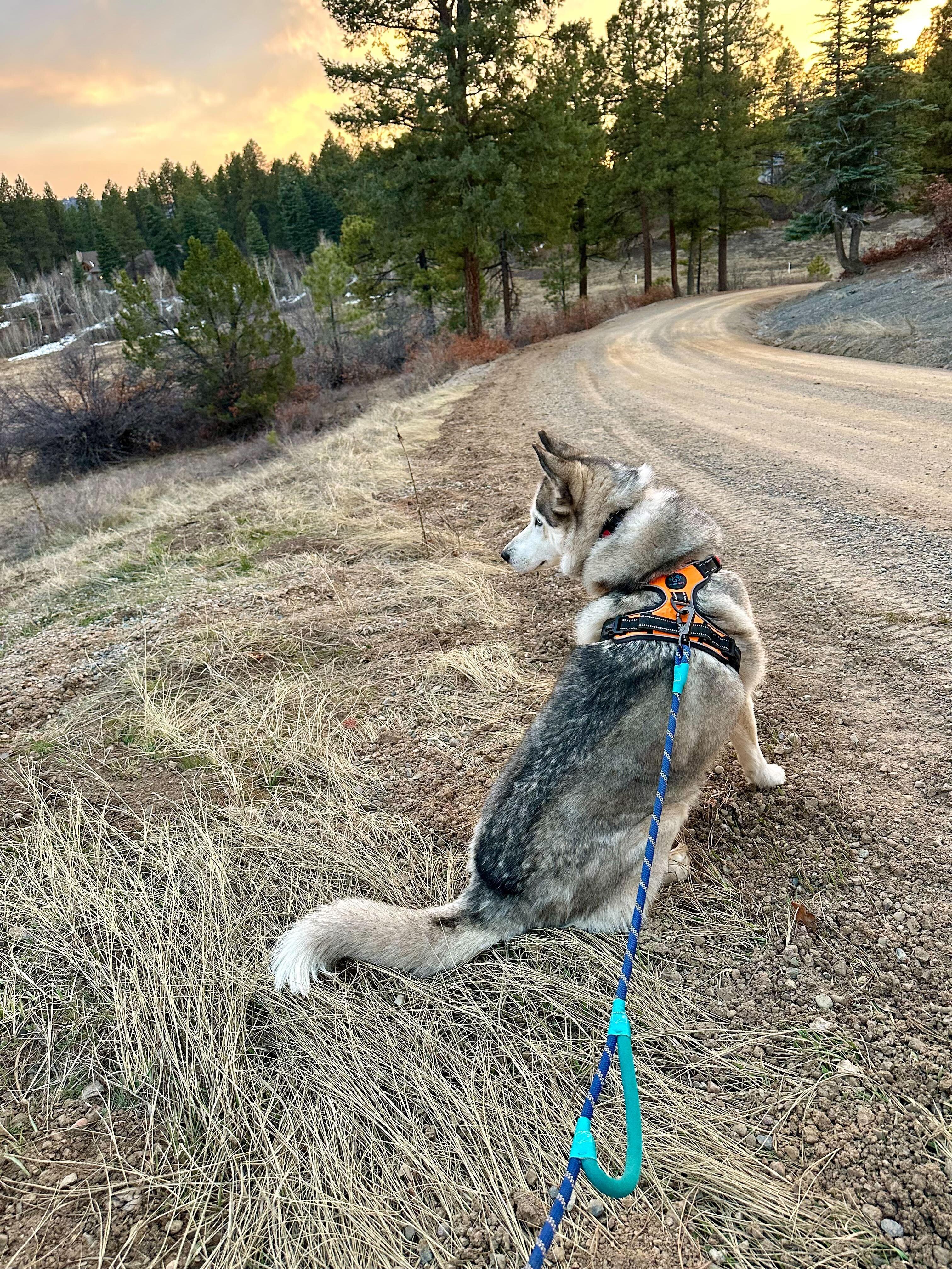 Enlarge Misty, a Adoptable Siberian Husky in Cottonwood Heights, UT image 5/6