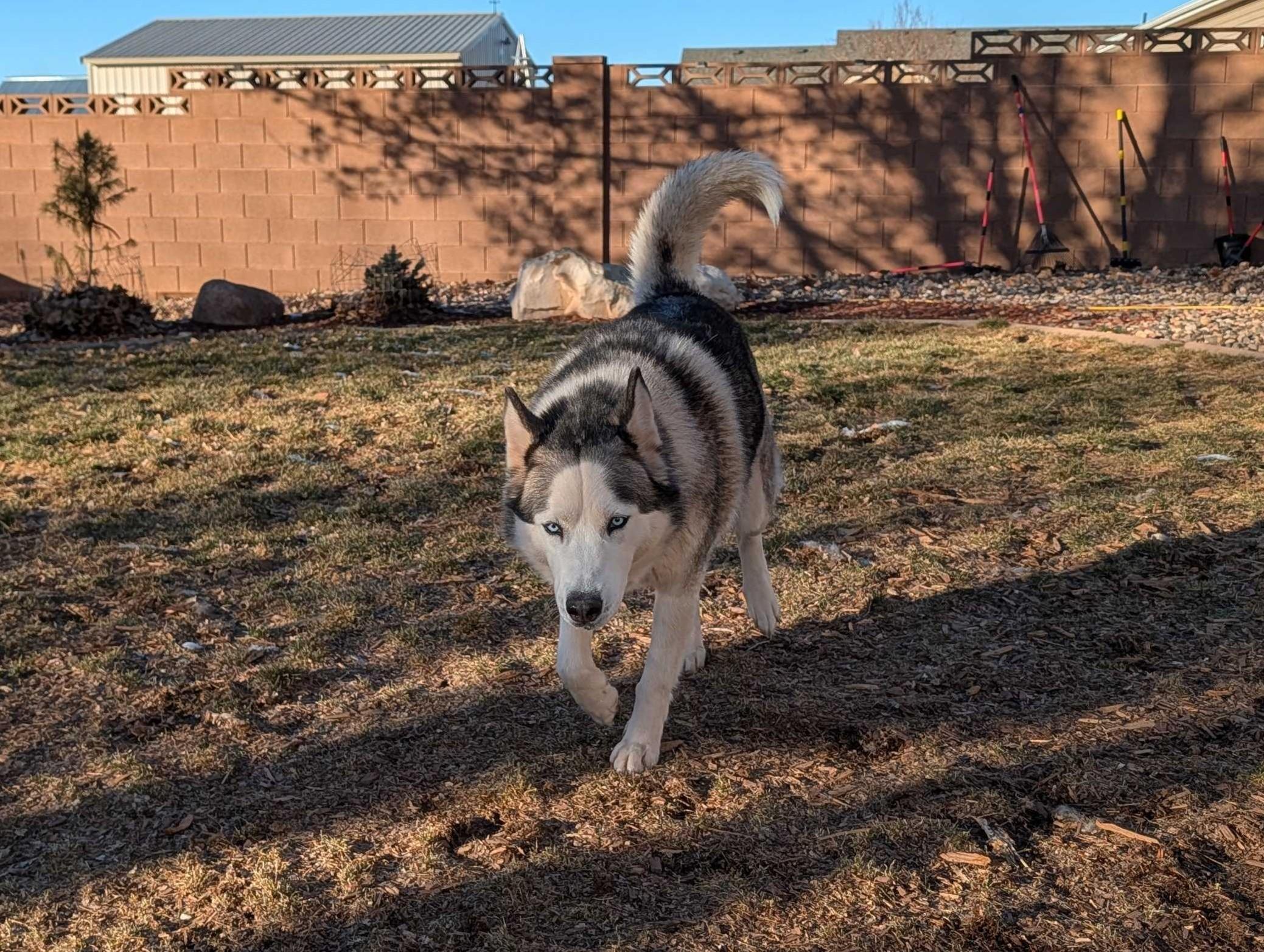 Enlarge Misty, a Adoptable Siberian Husky in Cottonwood Heights, UT image 5/6