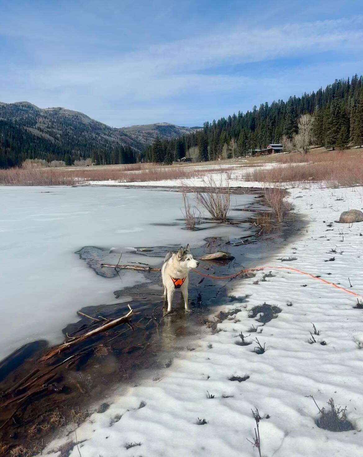 Enlarge Misty, a Adoptable Siberian Husky in Cottonwood Heights, UT image 6/6