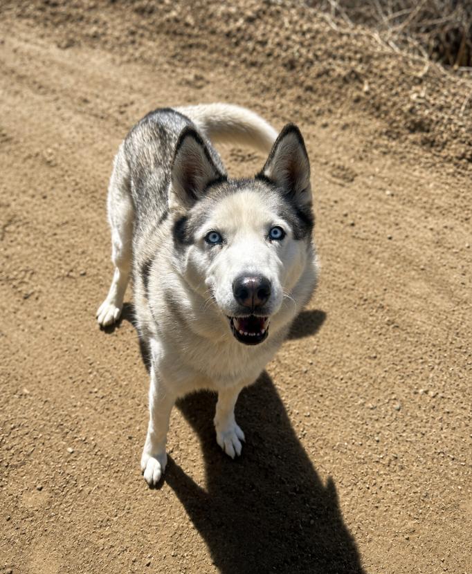 Enlarge Misty, a Adoptable mixed breed in Cottonwood Heights, UT image 6/6