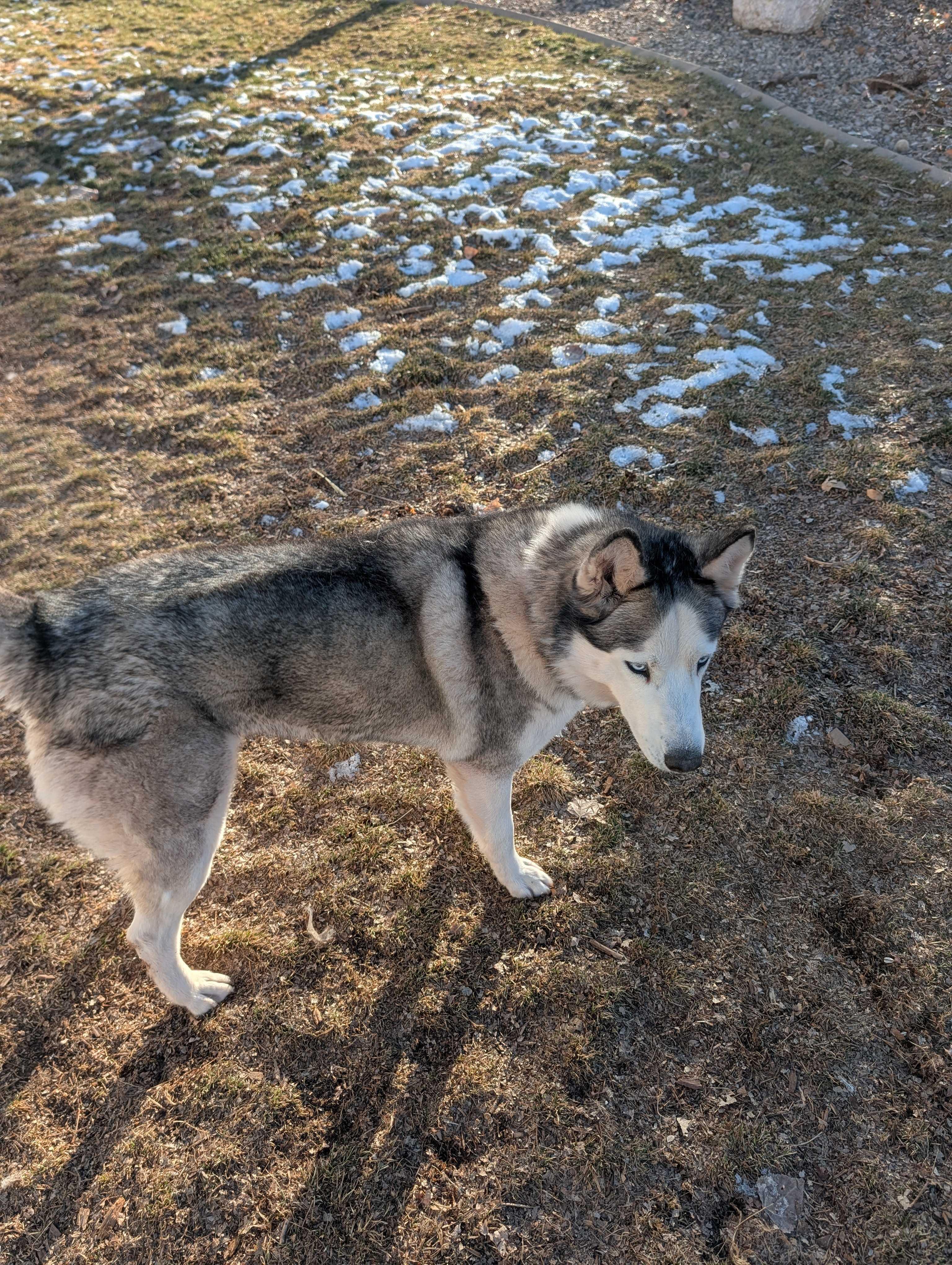 Enlarge Misty, a Adoptable Siberian Husky in Cottonwood Heights, UT image 6/6