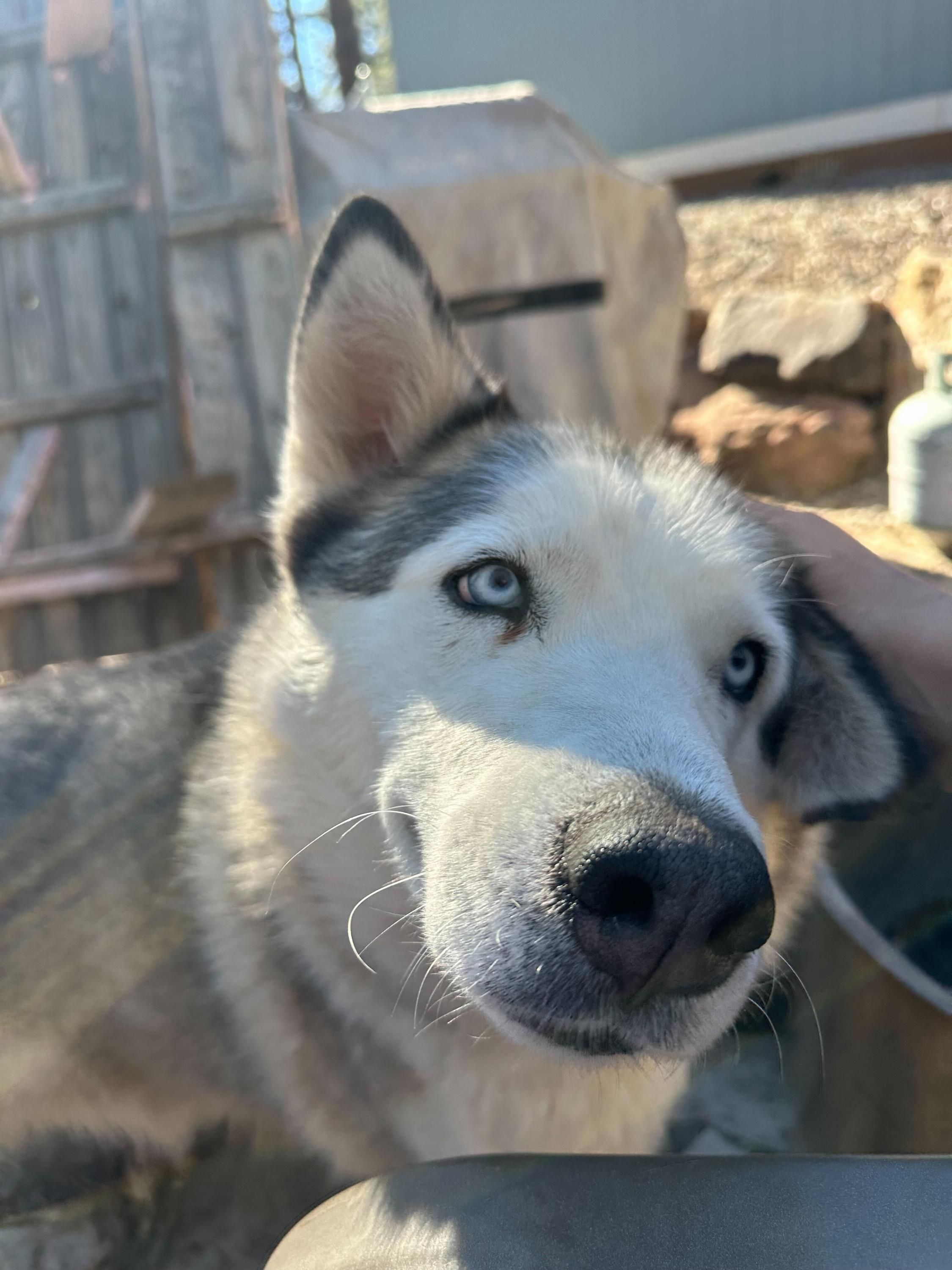 Enlarge Misty, a Adoptable Siberian Husky in Cottonwood Heights, UT image 6/6