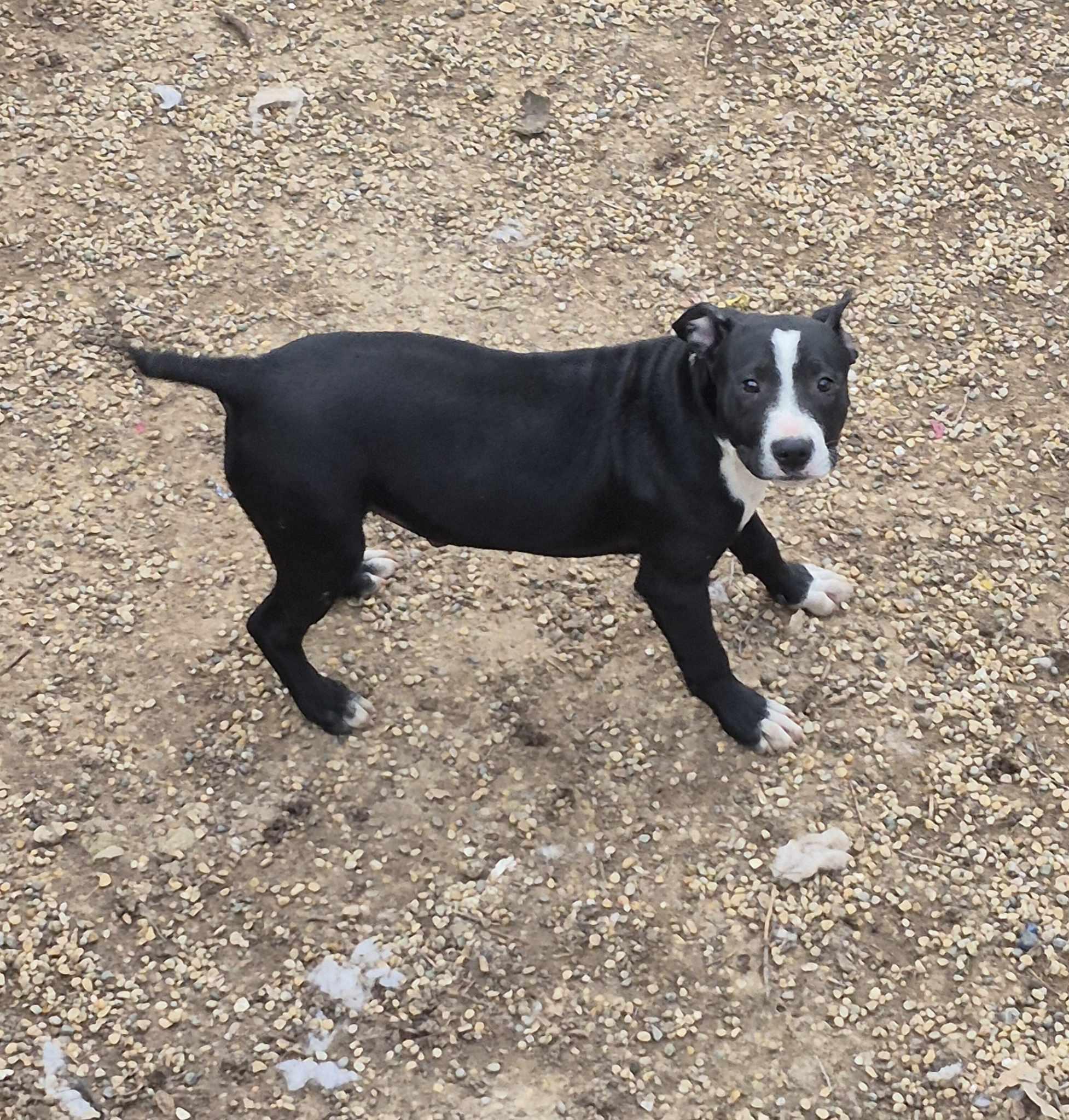 Enlarge Francine, a Adoptable mixed breed in Freeport, IL image 1/6