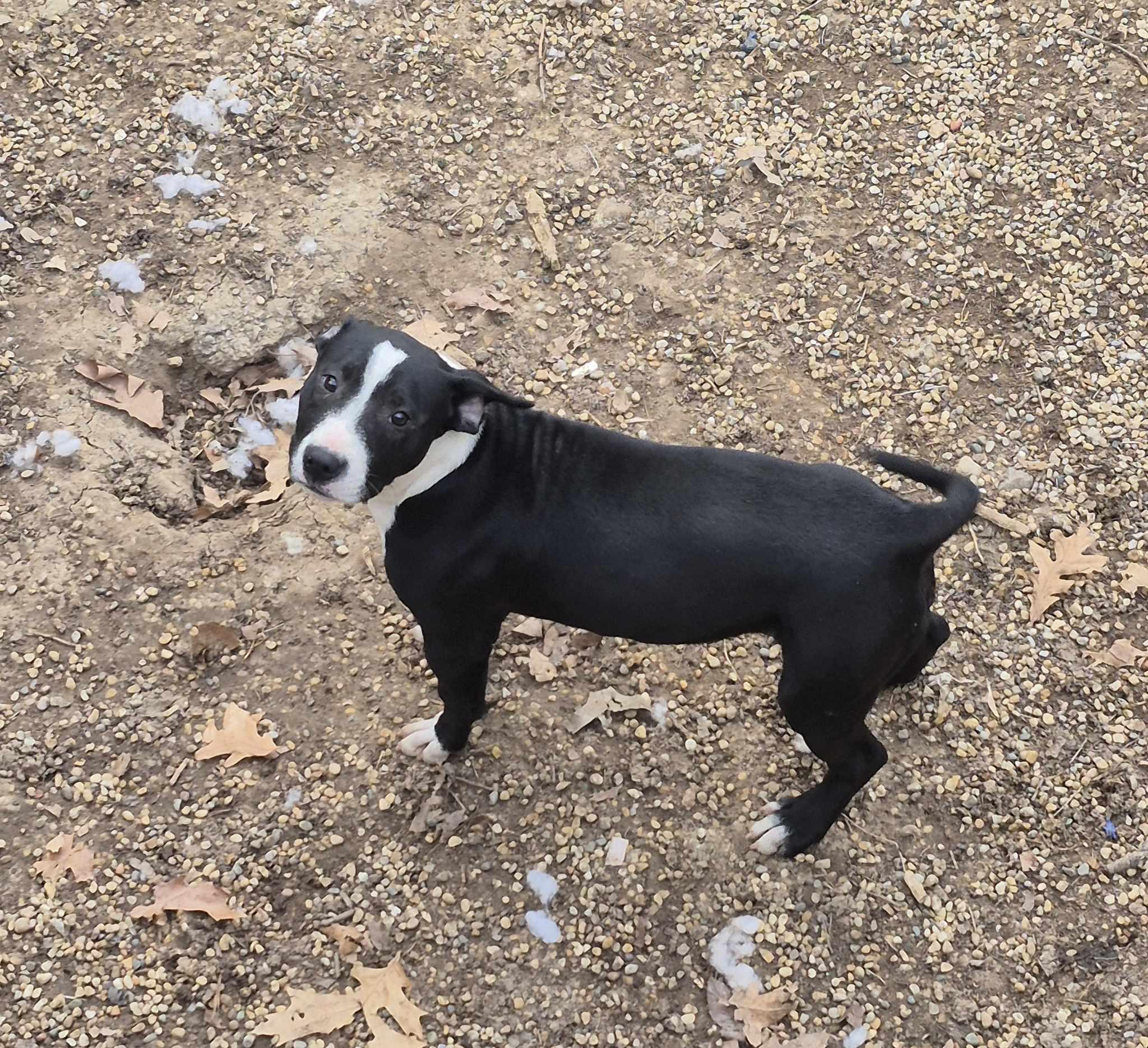 Enlarge Francine, a Adoptable mixed breed in Freeport, IL image 2/6