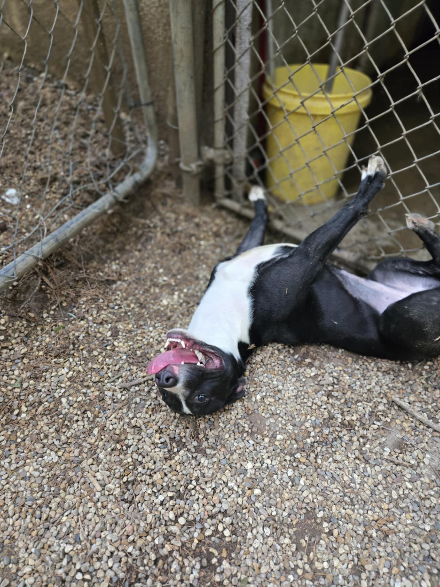 Francine, Adoptable, Puppy Female Pit Bull Terrier.