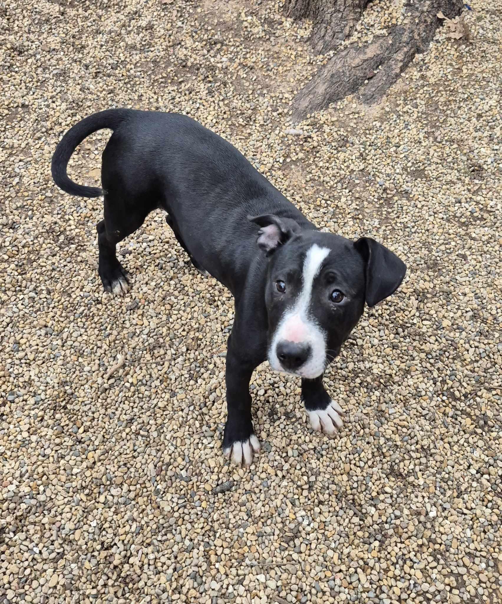 Enlarge Francine, a Adoptable mixed breed in Freeport, IL image 4/6