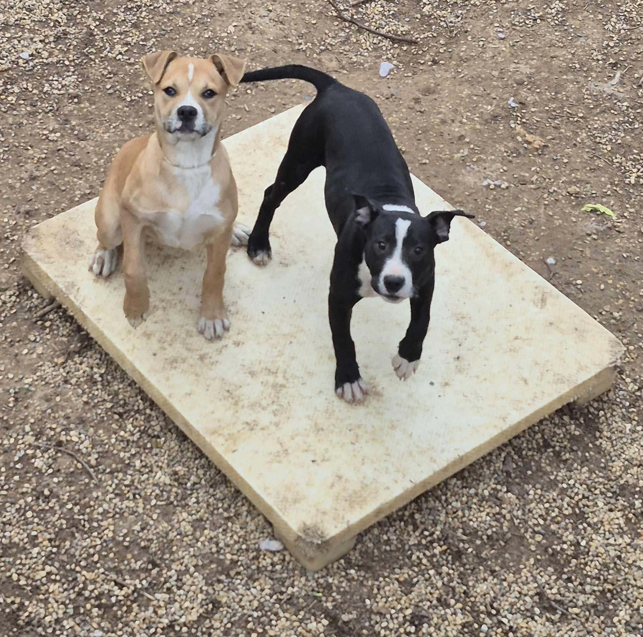 Enlarge Francine, a Adoptable mixed breed in Freeport, IL image 5/6