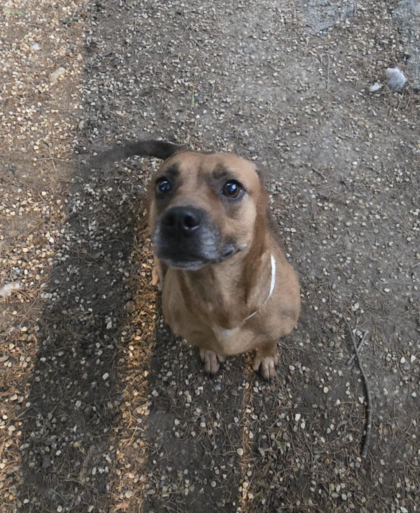 Enlarge Francine, a Adoptable mixed breed in Freeport, IL image 6/6