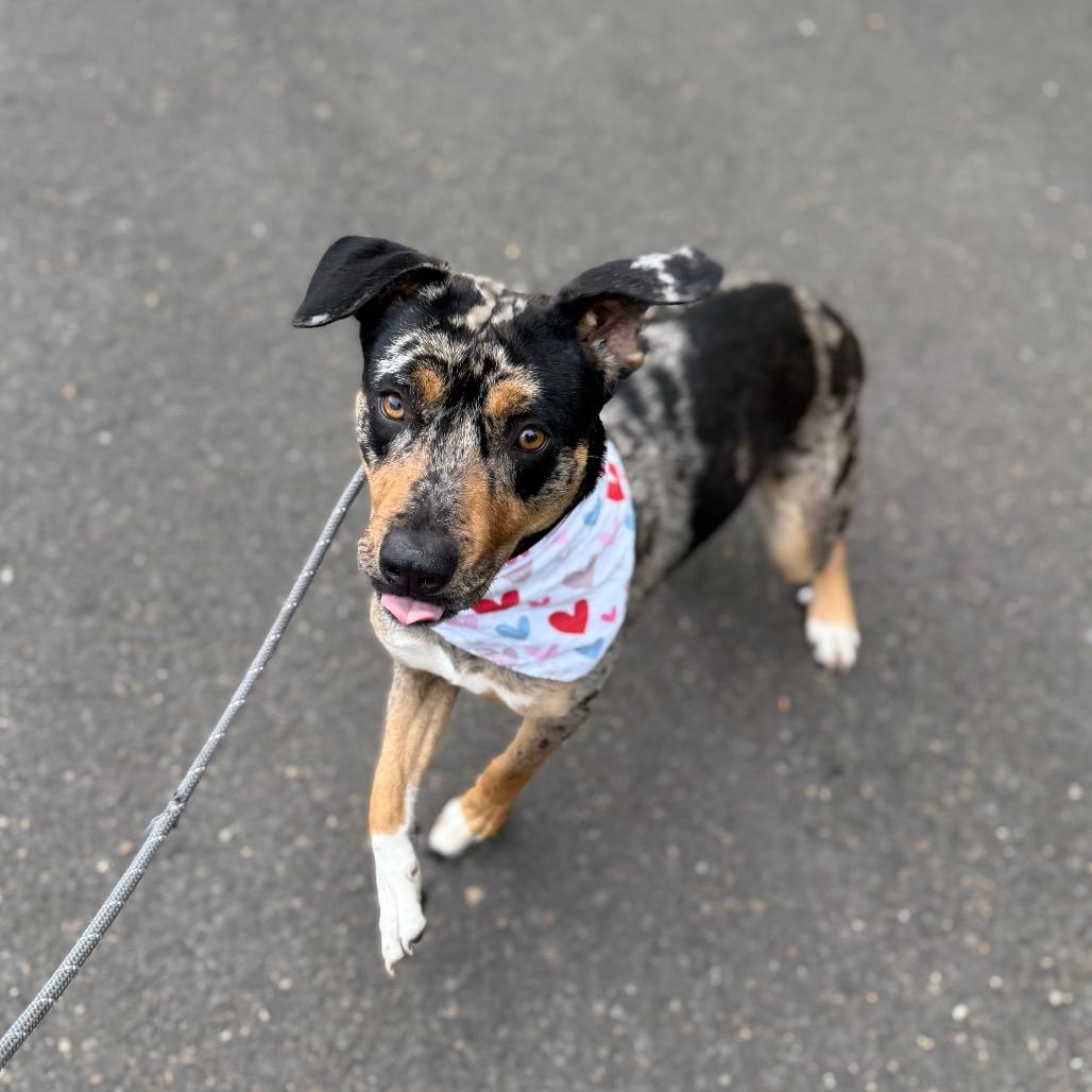Enlarge Pearl, a Adoptable mixed breed in Newberg, OR image 1/6
