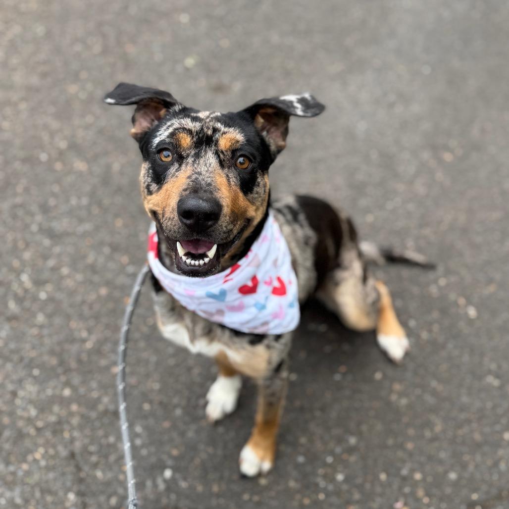 Enlarge Pearl, a Adoptable mixed breed in Newberg, OR image 2/6
