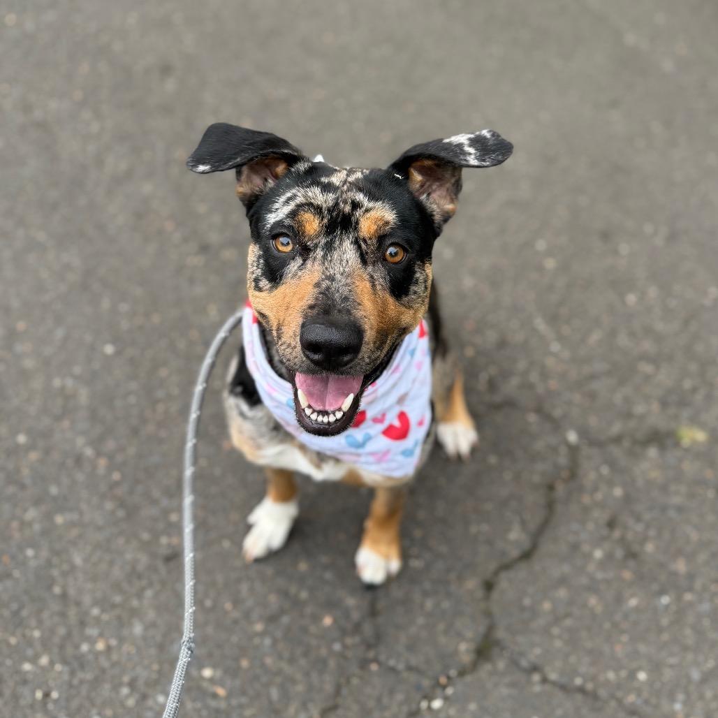 Enlarge Pearl, a Adoptable mixed breed in Newberg, OR image 3/6