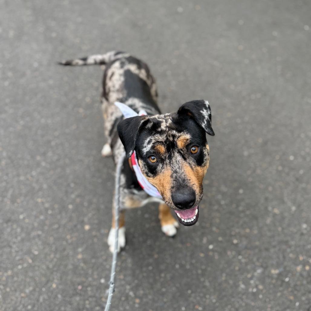 Enlarge Pearl, a Adoptable mixed breed in Newberg, OR image 4/6