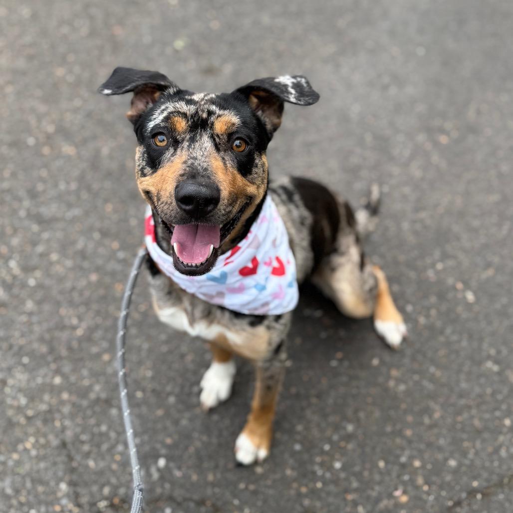 Enlarge Pearl, a Adoptable mixed breed in Newberg, OR image 5/6