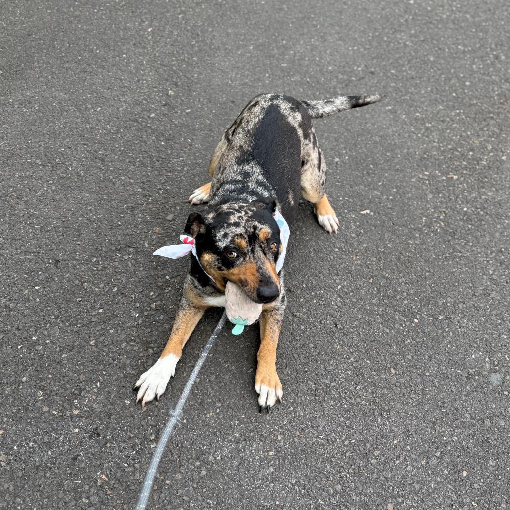 Enlarge Pearl, a Adoptable mixed breed in Newberg, OR image 6/6
